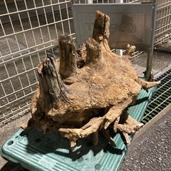 木の根　木　彫刻　インテリア　オブジェ　変木　流木