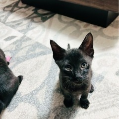 黒猫3ヶ月オス2匹