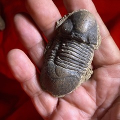化石　三葉虫　単体　大きめの1匹