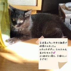 黒猫子猫　少し長毛　12月譲渡会参加予定 - 名古屋市