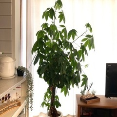 【屋内観葉植物】パキラ(マネーツリー)