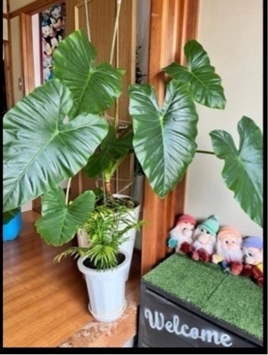 観葉植物　大