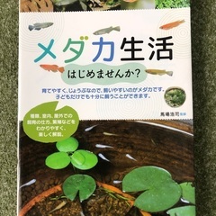 メダカに興味ある方いかがですか？