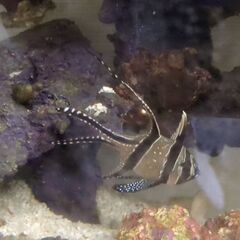 海水魚 プテラポゴンカウデルニー