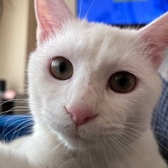 真っ白元気なオス猫です。