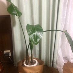 【取引中】オーガスタ❓　観葉植物　130cm