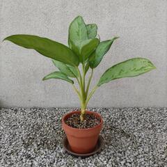 【観葉植物】アグラオネマ シルバークイーン