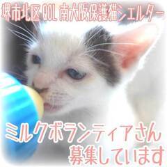 猫の乳児のミルクボランティアさんを募集しておりますの画像