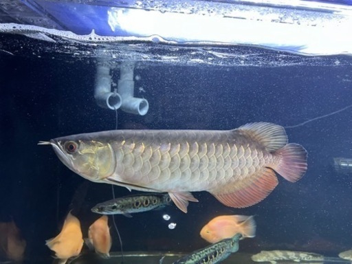 熱帯魚