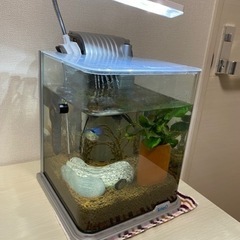 熱帯魚　エビ　水槽　ヒーター付　1500円