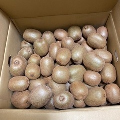 キウイ　約10kg 和歌山県下津産