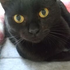 金色の瞳が素敵な小柄なマミさん　黒猫推定3才 - 猫