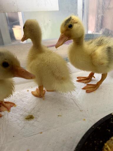 コールダック7羽