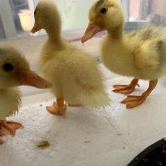 コールダック7羽