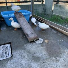 コールダック7羽