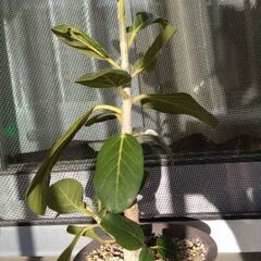 観葉植物　ゴムの木　ベンガレンシス
