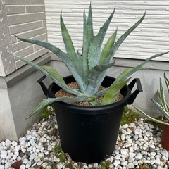 アガベ　AGAVE リュウゼツラン　アメリカーナ　子株