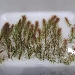 【取引中】水草　ロタラワリッキー　ニードルリーフルドウィジア