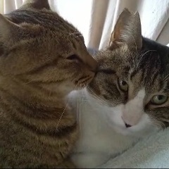 お話し中/初心者でもイケる飼い易さ