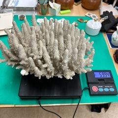 約6kg    珊瑚礁　サンゴ　アクアリウム