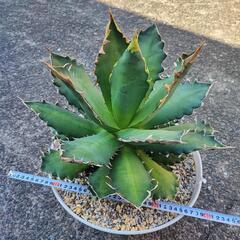 アガベ 特大サイズ レッドキャットウィーズル