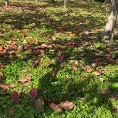 メダカ越冬用　柿の葉
