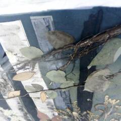 押し花アート　銘あり　押し花絵　額装　芸術　森　インテリア　飾り　壁掛け　プレストフラワー　46×55㎝　カフェ　ハンドクラフト