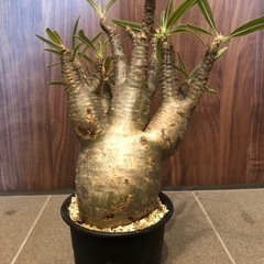 特大グラキリス