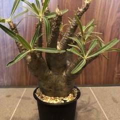 特大グラキリス