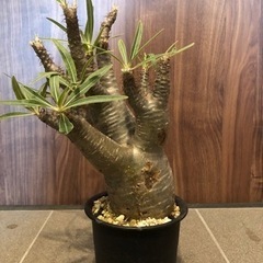 特大グラキリス