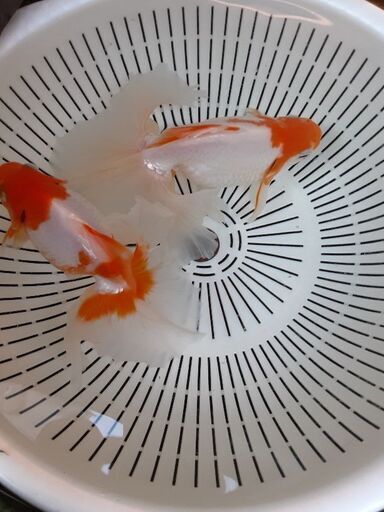 土佐錦魚・土佐錦（土佐金） 三歳2匹