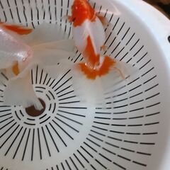 土佐錦魚・土佐錦（土佐金） 三歳2匹