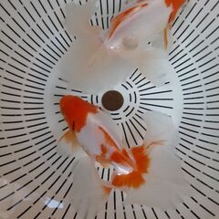 土佐錦魚・土佐錦（土佐金） 三歳2匹