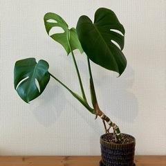 観葉植物　モンステラ