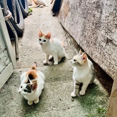 助けて！5匹の可愛い子猫とママ猫の里親をお願いします！ − 沖縄県