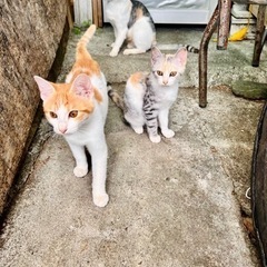 緊急　5匹の子猫とママ猫の里親お願いします！