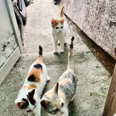 助けて！5匹の可愛い子猫とママ猫の里親をお願いします！ - 名護市