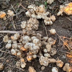 菊芋　好きな方、あげます