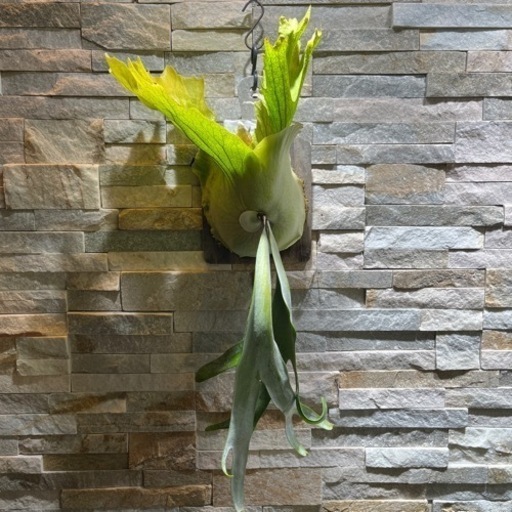 P. willinckii_ ウィリンキー◆ ビカクシダ