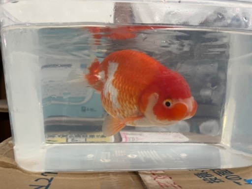 金魚約12匹＋90センチ水槽＋メダカ