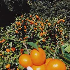 🍊🍊🍊【みかん】10キロ🍊のサイズは大小さまざまです🍊🍊🍊