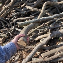 広葉樹の枝おろし 原木 薪