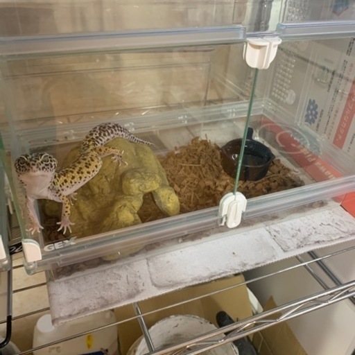 飼育セット