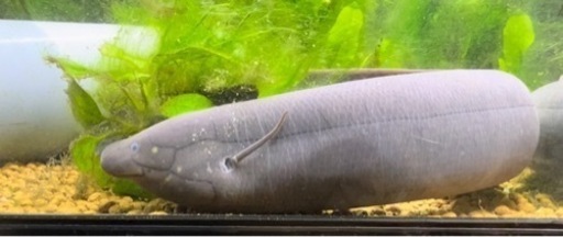肺魚　レピドシレン・パラドクサ　熱帯魚