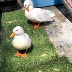 コールダック7羽