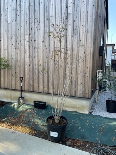 【取引中】庭木 アオダモ 引き取り限定でお願いします。