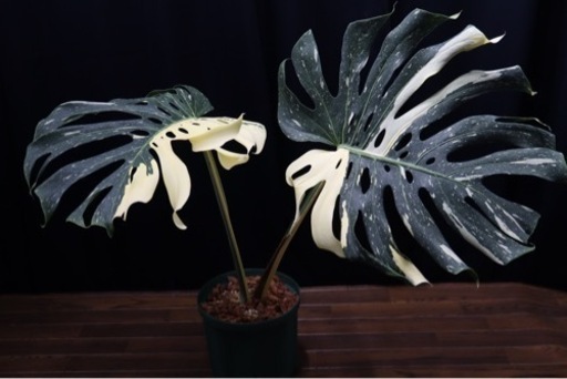 【観葉植物】斑入り　モンステラ　デリシオーサ　タイ・コンステレーション