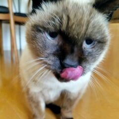 推定7-10歳 🧿 シャム風の優しい美猫 🧿 − 神奈川県