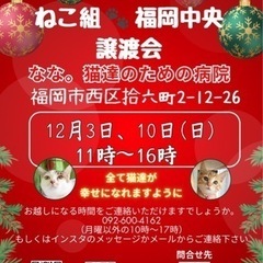 12/3 ねこ組🐾福岡中央譲渡会　なな。猫達のための病院