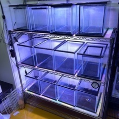 水槽 水槽台 エア配管 飼育一式！